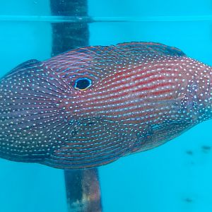 Fine-spotted Comet (Calloplesiops argus)