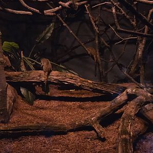 World of Darkness Mixed Species South America - Agouti, Two Toed Sloth, Night Monkey