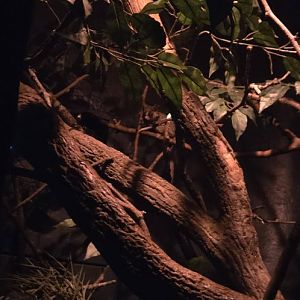 World of Darkness Mohol Bushbaby