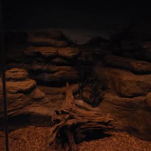 World of Darkness 9-Banded Armadillo Exhibit