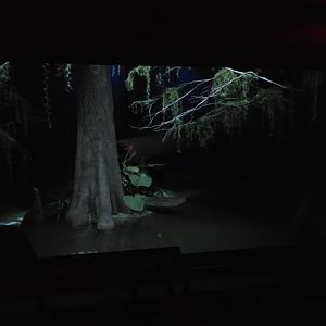 World of Darkness Broad-snouted Caiman Exhibit