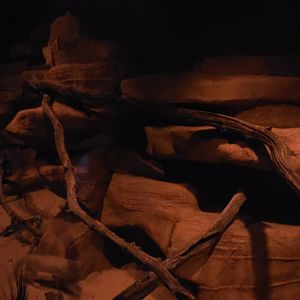 World of Darkness Sand Cat Exhibit