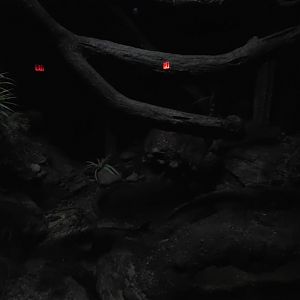 World of Darkness Beaded Lizard Exhibit