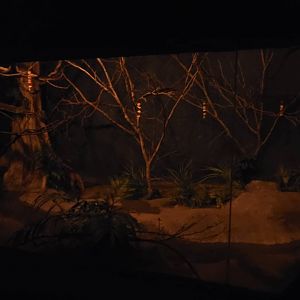 World of Darkness Sebu Short-tailed Bat Exhibit