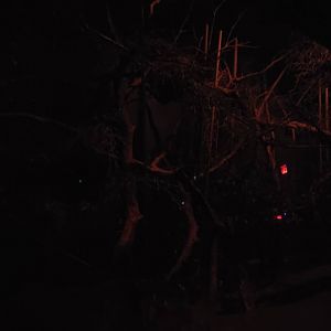 World of Darkness Aye-aye Exhibit