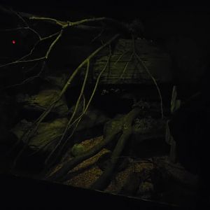 World of Darkness Ringtail Exhibit