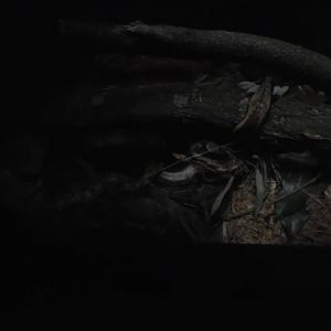 World of Darkness Blood and Timor Python Exhibit