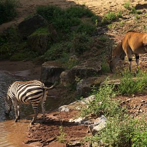 Common Eland (Tragelaphus oryx) and Grant's Zebra (Equus quagga boehmi)