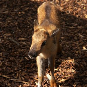 Domestic Reindeer (Rangifer tarandus f. domestica)
