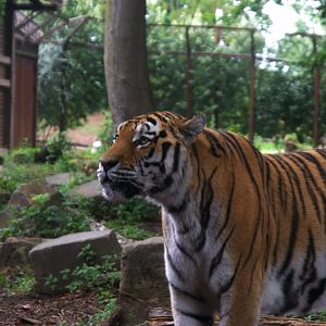 Siberian Tiger (Panthera tigris altaica)