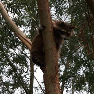 Northern Raccoon (Procyon lotor)