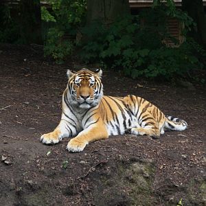 Siberian Tiger (Panthera tigris altaica)