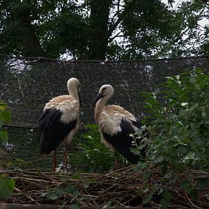 Juvenile European White Stork (Ciconia ciconia ciconia)
