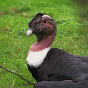 Andean Condor (Vultur gryphus)