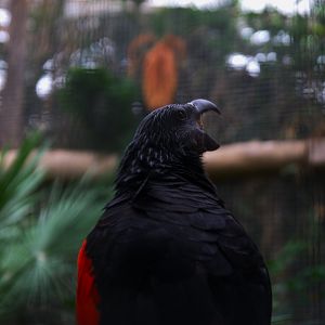 Pesquet's Parrot (Psittrichas fulgidus)