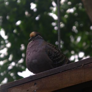 Common Bronzewing (Phaps chalcoptera)