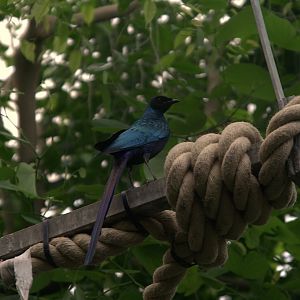 Long-tailed Glossy Starling (Lamprotornis caudatus)