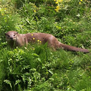 Indochinese Smooth-coated Otter (Lutrogale perspicillata perspicillata)