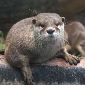 Asian Small-clawed Otter (Aonyx cinerea)