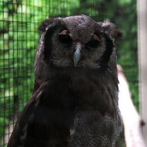 Verreaux's Eagle-owl (Bubo lacteus)