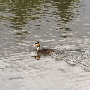 Great Crested Grebe (Wild) (Podiceps cristatus)