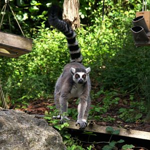 Ring-tailed Lemur (Lemur catta)