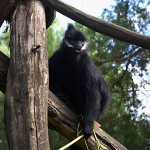 François Langur (Trachypithecus francoisi)