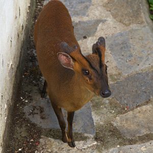 Reeves' Muntjac (Muntiacus reevesi)