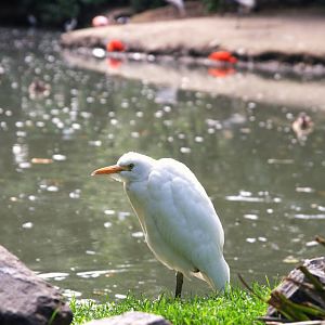 Western Cattle Egret (Bubulcus ibis)