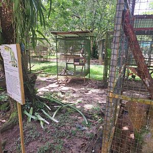 Toco toucan exhibit