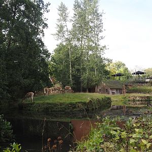 Original South American tapir exhibit, now part of mixed exhibit with South American tapir, Vicunã and Lesser rhea, 2024-08-21
