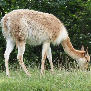 Vicuña (Vicugna vicugna), 2024-08-21