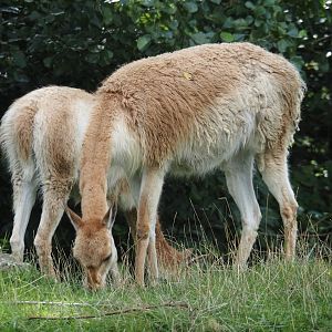 Vicuña (Vicugna vicugna), 2024-08-21