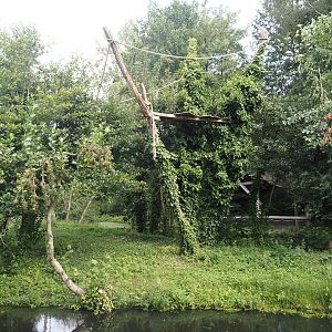 Red-faced black spider monkey island, 2024-08-21