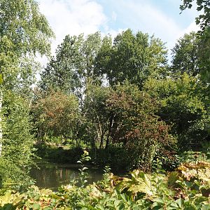 Red-faced black spider monkey island, 2024-08-21