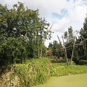 White-faced saki, Golden lion tamarin and Geoffroy's marmoset island, with capybara access to lower area, 2024-08-21