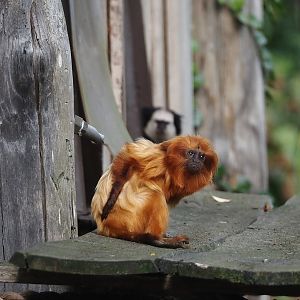 Golden lion tamarin (Leontopithecus rosalia), 2024-08-21