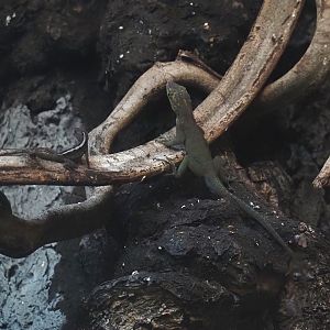 Guadeloupean anoles (Anolis marmoratus marmoratus), 2024-08-21