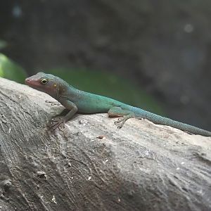 Guadeloupean anole (Anolis marmoratus marmoratus), 2024-08-21
