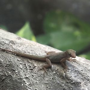 Guadeloupean anole (Anolis marmoratus marmoratus), 2024-08-21