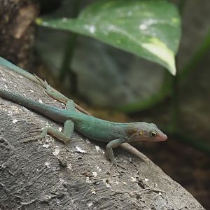 Guadeloupean anole (Anolis marmoratus marmoratus), 2024-08-21