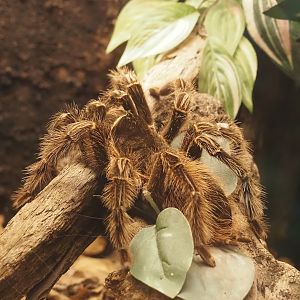 Brazilian salmon pink bird-eating tarantula (Lasiodora parahybana), 2024-08-21