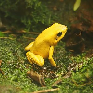 Golden poison frog (Phyllobates terribilis), 2024-08-21