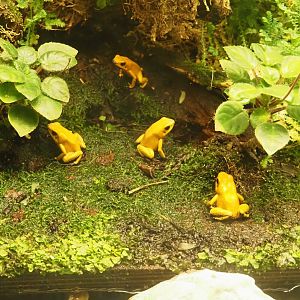 Golden poison frogs (Phyllobates terribilis), 2024-08-21