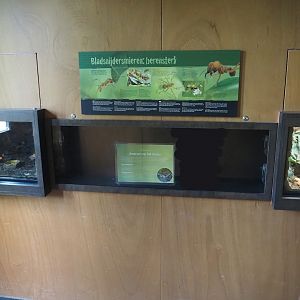 Former leafcutter ant colony now (temporarily?) housing feeder insects, 2024-08-21