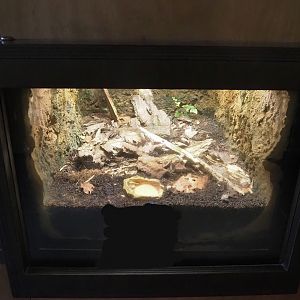 Sun beetle terrarium in former part of leafcutter ant colony, 2024-08-21