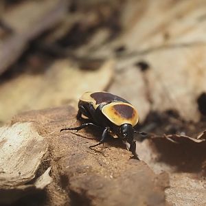 Sun beetle (Pachnoda marginata peregrina), 2024-08-21