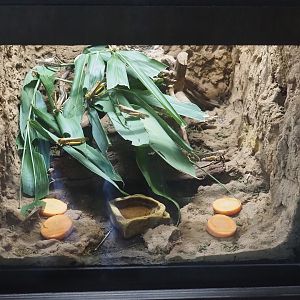 Desert locust terrarium in former part of leafcutter ant colony, 2024-08-21