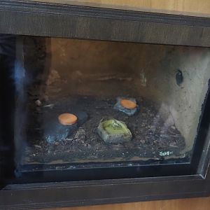 Dubia roach terrarium in former part of leafcutter ant colony, 2024-08-21