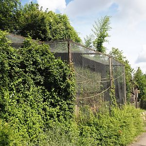 Monk parakeet aviary, 2024-08-21